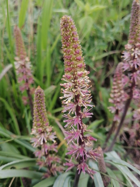 photo of customer project species