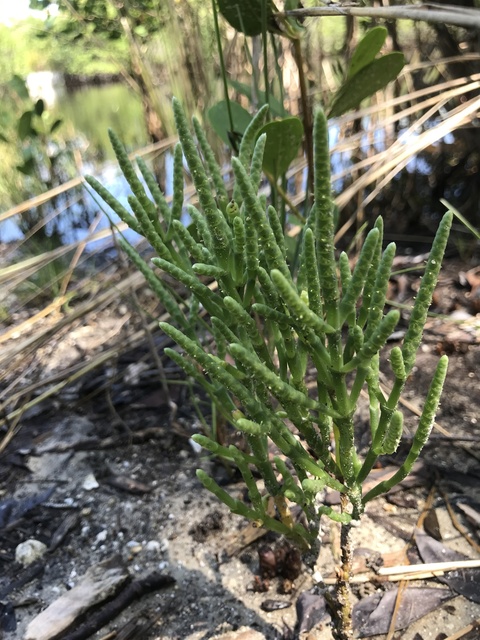 photo of customer project species